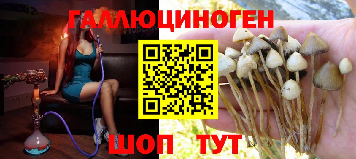 Галлюциногенные грибы мицелий  Псилоцибиновые грибы Cubensis  Нефтекумск  Вход с VPN 